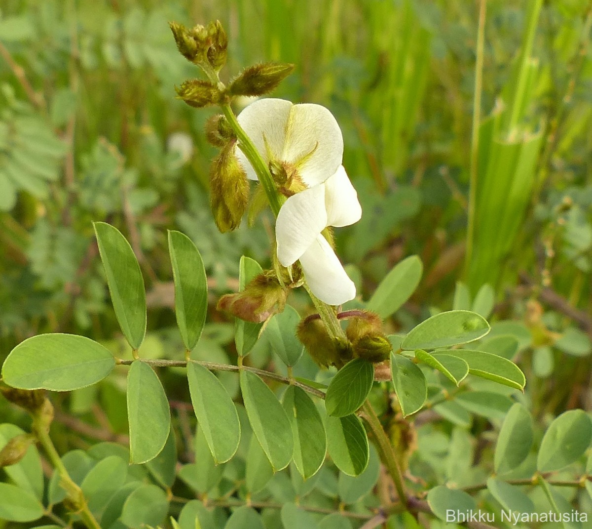 Tephrosia villosa (L.) Pers.